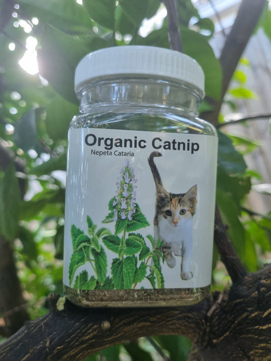 Catnip