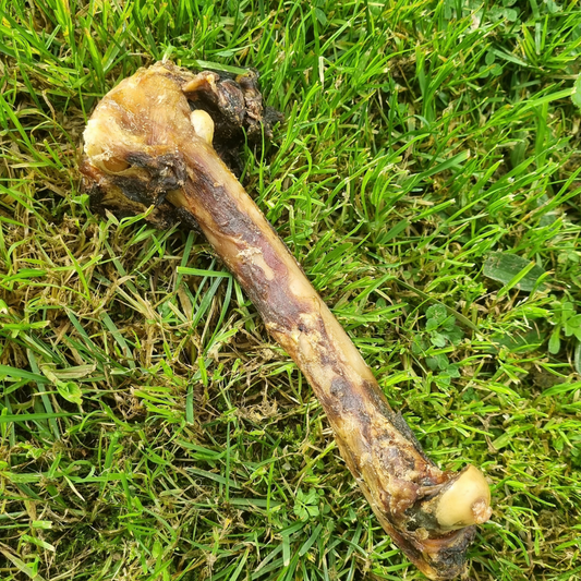 Kangaroo Bone